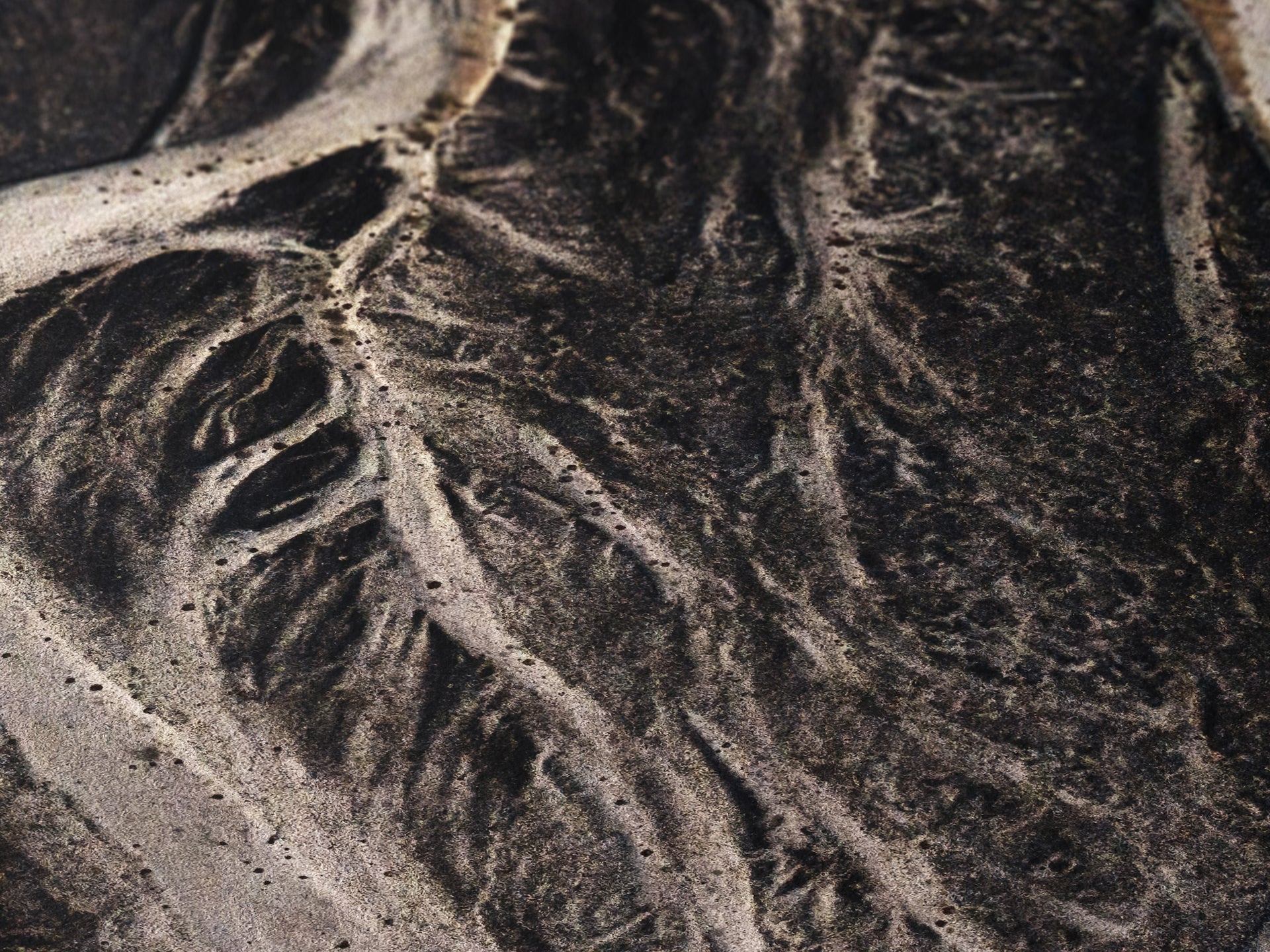 Roots
